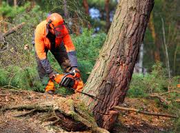 Reliable Elm Creek, TX Tree Removal Solutions