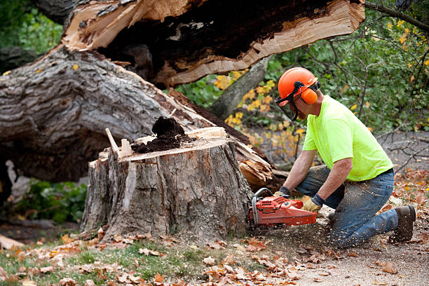 Best Tree Mulching  in Elm Creek, TX